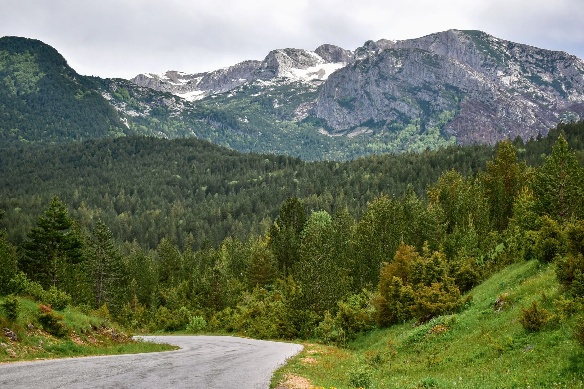 La forêt de Perućica : une forêt primaire hors du commun